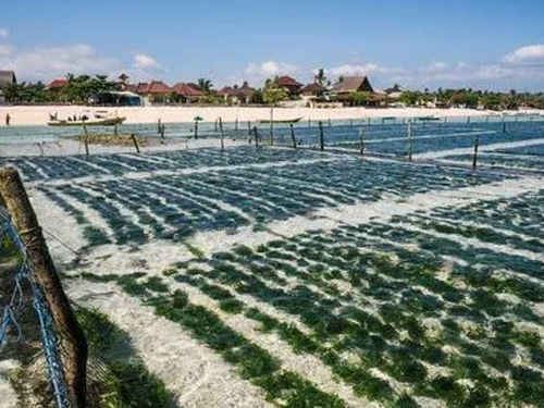 海洋牧场藻类生态修复