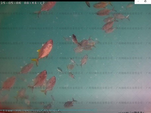 水下监测视频图片展示